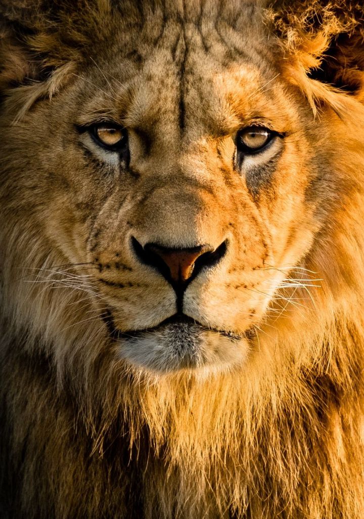 Hd Lion Wallpapers For Iphone